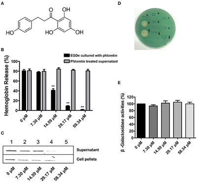 Phloretin Attenuates Listeria monocytogenes Virulence Both In vitro and In vivo by Simultaneously Targeting Listeriolysin O and Sortase A